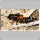 Staphylinus dimidiaticornis - Kurzfluegler 11 18mm.jpg